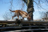 Foto Artensp&uuml;rhund Ausbildung der Hundeschule Freiburg