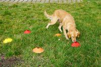 Foto Training Geruchsunterscheidung amlandwasser Hundeschule Freiburg