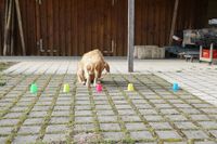 Sp&uuml;rhund bei der Geruchsunterscheidung