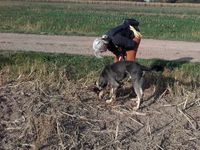 Zielobjektsuche Training des Anzeigeverhaltens Hundeschule Freiburg