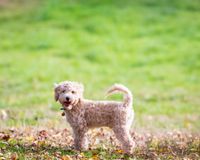 Welpenspielgruppe Hundeschule Freiburg amlandwasser