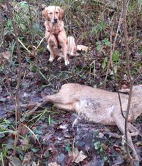 Nachsuche Drückjagd, Hundeschule Freiburg